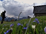 50 Crocus vernus (Crocus) e Scilla bifolia (Scilla silvestre) ai prati della Pigolotta di Valtorta 